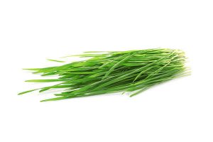 Barley Grass