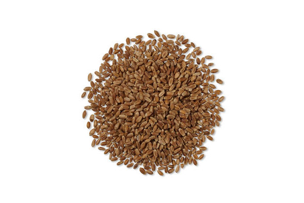 Whole Grain Wheat