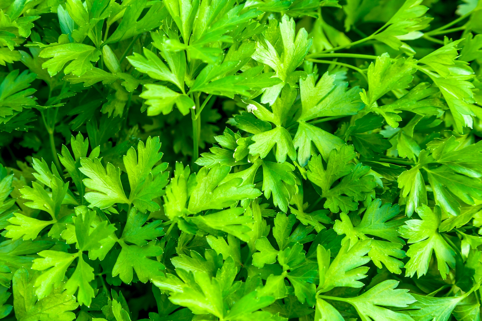 Parsley